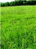 Shallow Marsh dominated by barnyard grass <i>Echinocloa spp.</i>